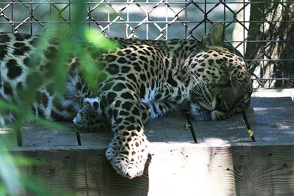 Cape May Zoo - Cape May, NJ
