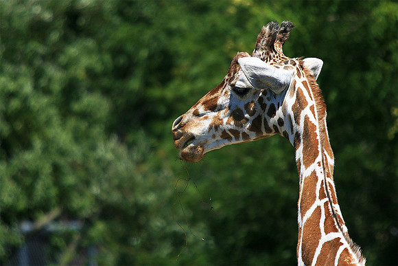 Cape May Zoo - Cape May, NJ