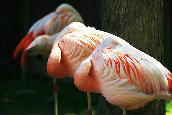 Cape May Zoo - Cape May, NJ