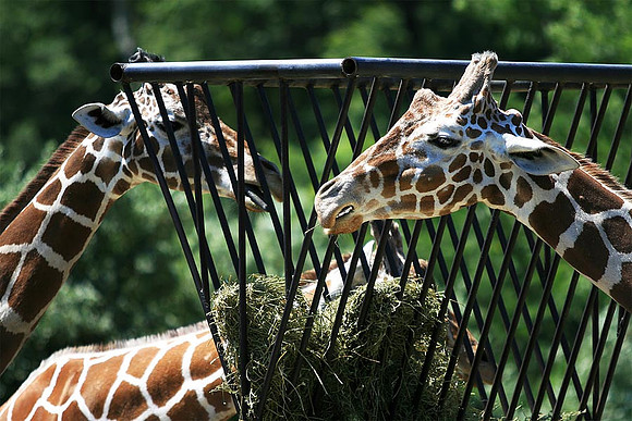 Cape May Zoo - Cape May, NJ
