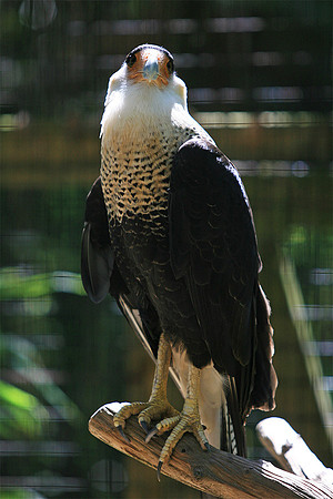 Cape May Zoo - Cape May, NJ