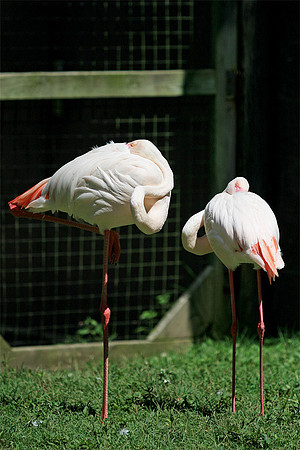 Cape May Zoo - Cape May, NJ