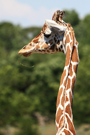 Cape May Zoo - Cape May, NJ