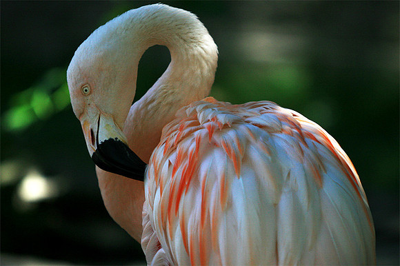 Cape May Zoo - Cape May, NJ