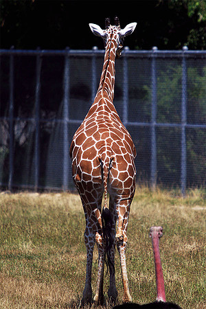 Cape May Zoo - Cape May, NJ