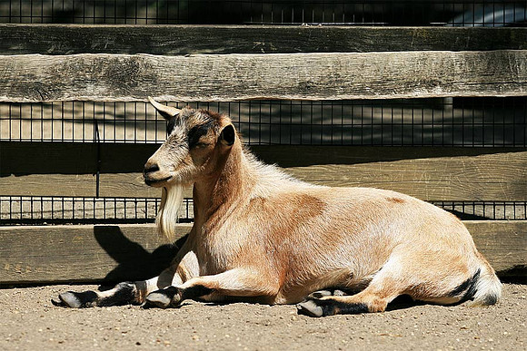 Cape May Zoo - Cape May, NJ