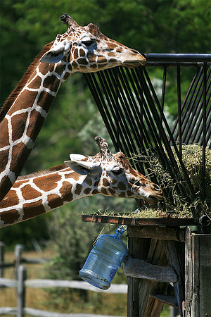 Cape May Zoo - Cape May, NJ