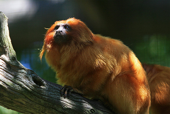 Cape May Zoo - Cape May, NJ