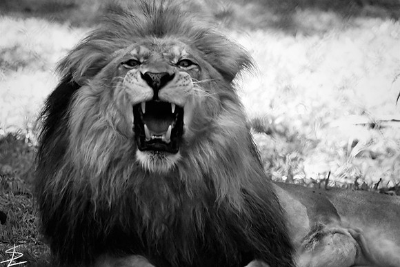 Cape May Zoo - Cape May, NJ